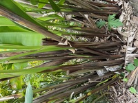 Heliconia solomonensis