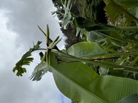 Heliconia solomonensis