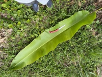 Heliconia solomonensis