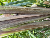 Heliconia solomonensis