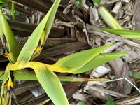 Heliconia solomonensis