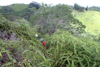 Acacia koaia