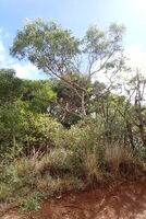 Acacia koa