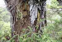 Acacia koaia