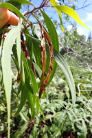 Acacia koaia