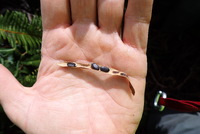 Acacia koaia