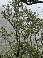 Hibiscus waimeae subsp. waimeae