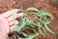 Acacia koaia