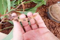 Acacia koaia