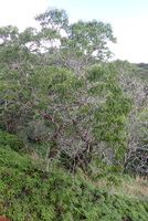 Acacia koaia
