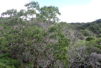 Acacia koaia