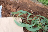 Acacia koaia