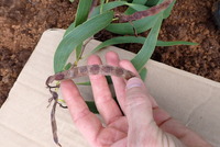 Acacia koaia