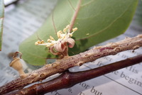 Polyscias lallanii