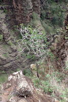 Polyscias lallanii