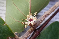 Polyscias lallanii