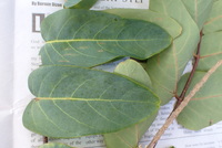Polyscias lallanii