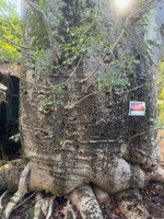 Adansonia digitata