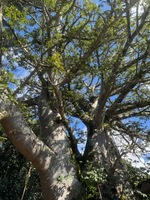Adansonia digitata