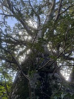 Adansonia digitata