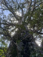 Adansonia digitata
