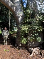 Adansonia digitata
