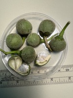 Lebronnecia kokioides