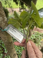 Lebronnecia kokioides