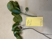 Lebronnecia kokioides