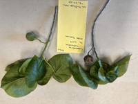 Lebronnecia kokioides