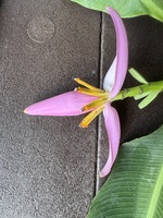 Musa ornata