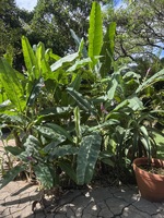 Musa ornata