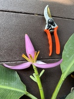 Musa ornata