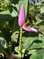 Musa ornata