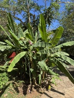 Musa ornata