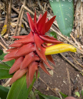 Costus comosus