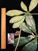 Pittosporum kauaiense