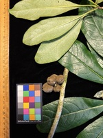 Pittosporum kauaiense