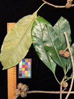 Pittosporum kauaiense