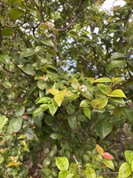 Eugenia uniflora