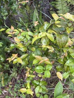 Eugenia uniflora