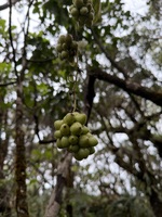 Smilax melastomifolia