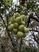 Smilax melastomifolia