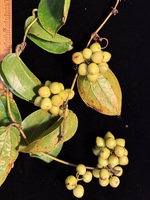 Smilax melastomifolia