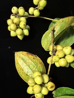 Smilax melastomifolia