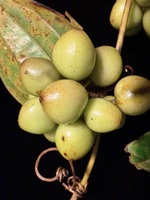 Smilax melastomifolia
