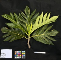 Artocarpus altilis 'Afara'