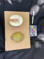 Artocarpus altilis 'Afara'