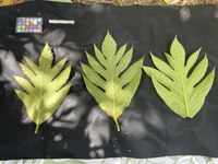 Artocarpus altilis 'Afara'