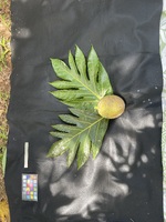 Artocarpus altilis 'Afara'